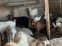 बकरी, बकरियाँ — फ़ोटो 2