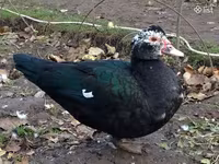 Ducks — 照片 1
