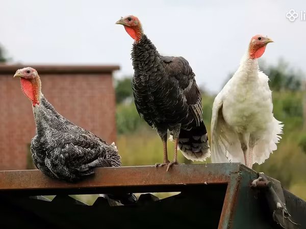 Turkeys