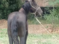 Caballo, Priob horse — foto 3