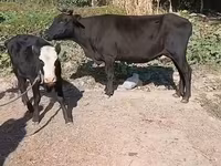 母牛, Cattle — 照片 1