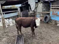 Bull, Hereford — photo 1