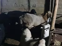 Қошқар, Tian-Shan semifinewool sheep — 5-сурет