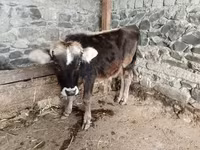 Ցուլ, Խոշոր եղջերավոր — լուսանկար 1
