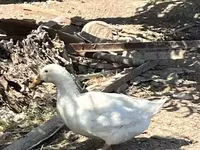 Ducks — լուսանկար 3