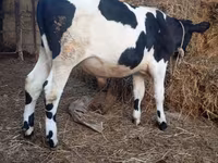 सांड, Russian Black pied cattle — फ़ोटो 2