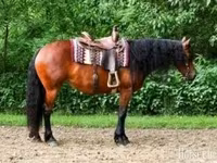 Էգ ձի, Friesian — լուսանկար 1