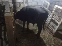 Сиыр, Simmental cattle — 7-сурет