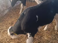 Bull, Simmental cattle — photo 5