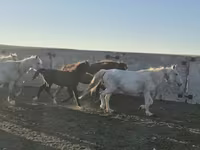 Horse (M), Kazakh horse — photo 2