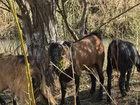 Goat, Alpine goat — photo 2