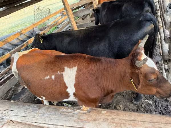 Կով, Simmental cattle