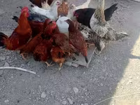 Chickens — الصورة 4