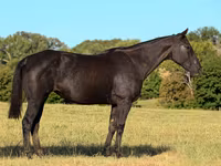 فرس, Quarter Horse — الصورة 2