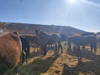 Бие, Horse breed — 3-сурет