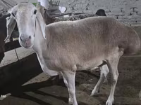 Ovelha, Afghan Arabi sheep — foto 4