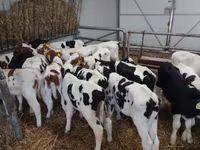 Ցուլ, Russian Black pied cattle — լուսանկար 1