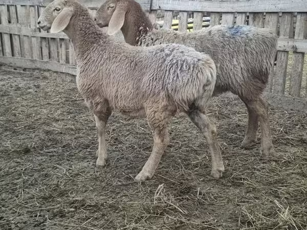 母羊, Arashan sheep