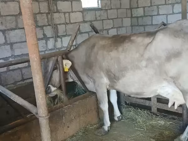 Kuh, Swiss cattle