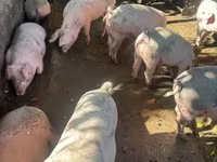 Sow, Pigs — photo 2
