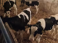 Ցուլ, Russian Black pied cattle — լուսանկար 5
