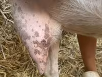 Cabra, Saanen goat — foto 7