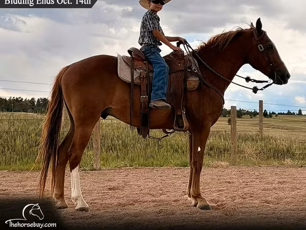 Ձի, Quarter Horse