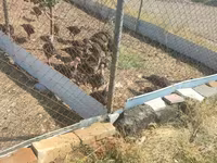 Turkeys — Foto 3