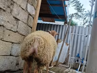 Ոչխար, Ոչխարներ — լուսանկար 7