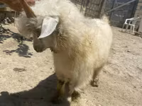 Էգ այծ, Angora goats — լուսանկար 4