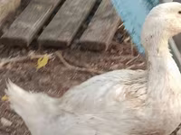 Ducks — الصورة 1