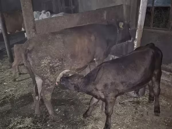 Կով, Խոշոր եղջերավոր