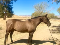 Hengst, Quarter Horse — Foto 6