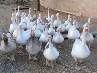 Geese — Foto 1