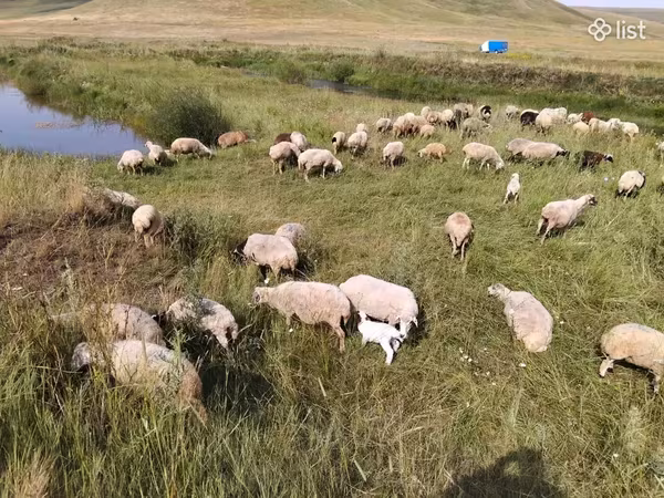Ոչխար, Balbas sheep