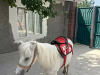 حصان, North Swedish horse — الصورة 6