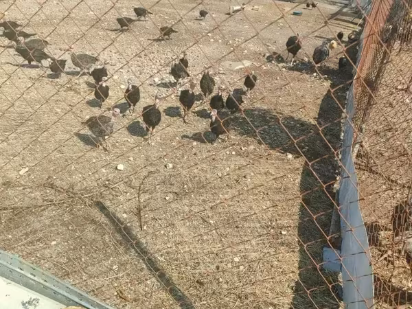 Turkeys — Armenia