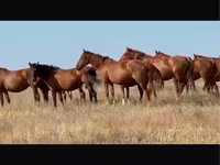 घोड़ी, Kushum Horse — फ़ोटो 1