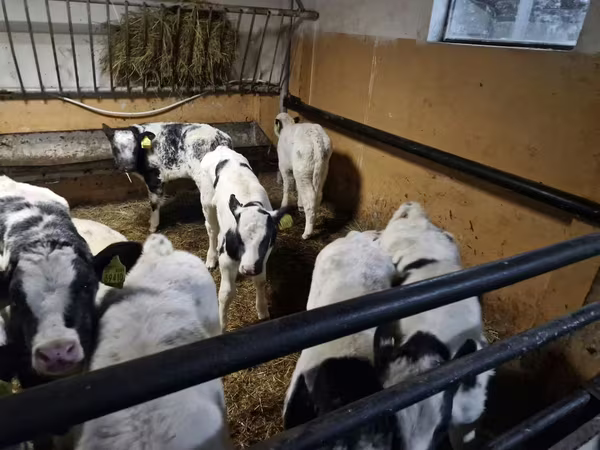 ԽՍԿ (խումբ, սեռը նշված չէ), Russian Black pied cattle