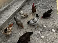 Chickens — फ़ोटो 1