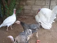 Turkeys — Foto 2