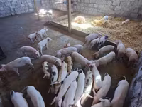 Էգ խոզ, Խոզեր — լուսանկար 1