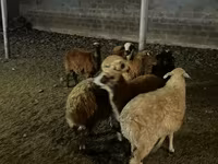 Ոչխար, Ոչխարներ — լուսանկար 7