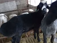 मेढ़ा, Blackheaded Persian sheep — फ़ोटो 2