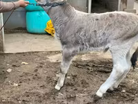 सांड, Swiss cattle — फ़ोटो 3