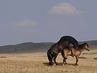Caballo, New Altai Horse — foto 4