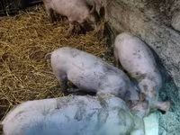 Eber, Schweine — Foto 1