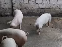 Էգ խոզ, Խոզեր — լուսանկար 2