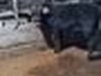 Ցուլ, Swedish red cattle — լուսանկար 8