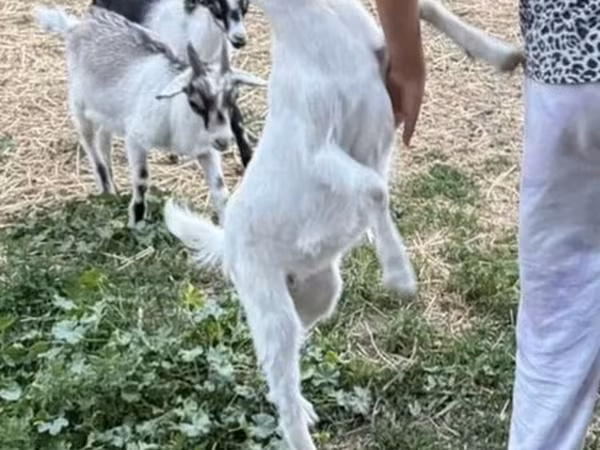 Cabra, Cabras